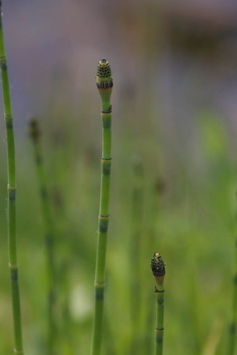 Smooth Horsetail