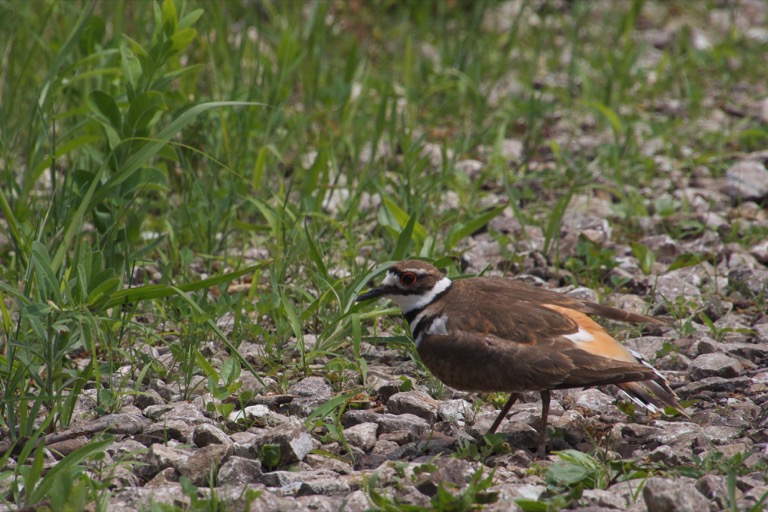 Killdeer