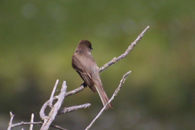 Eastern Phoebe