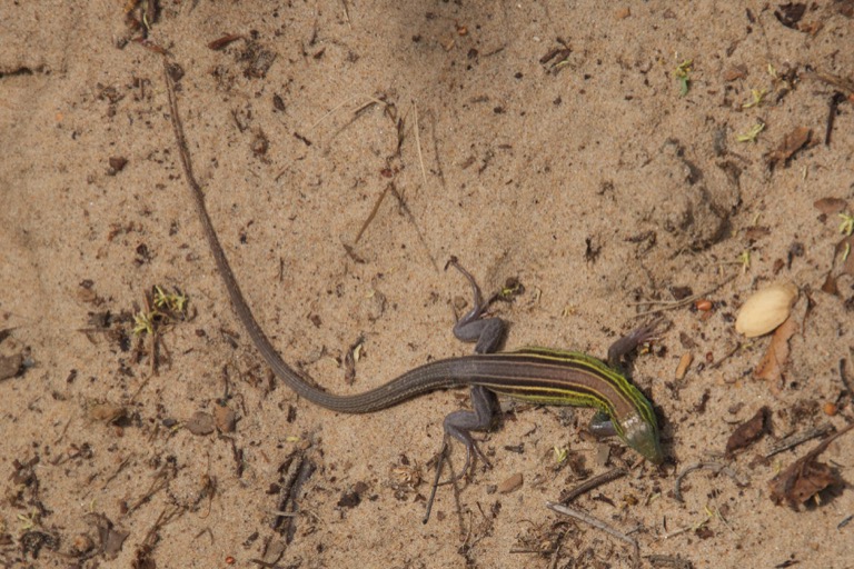 Six lined racerunner