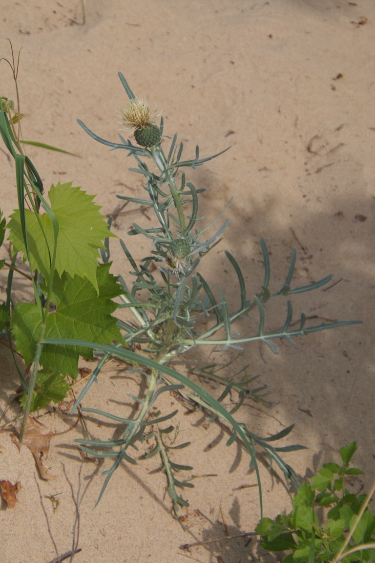 Pitcher&rsquo;s thistle