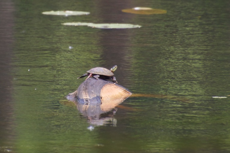 Painted turtle