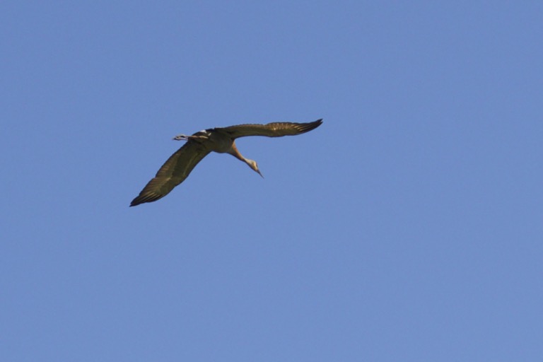 Sandhill Crane in flight