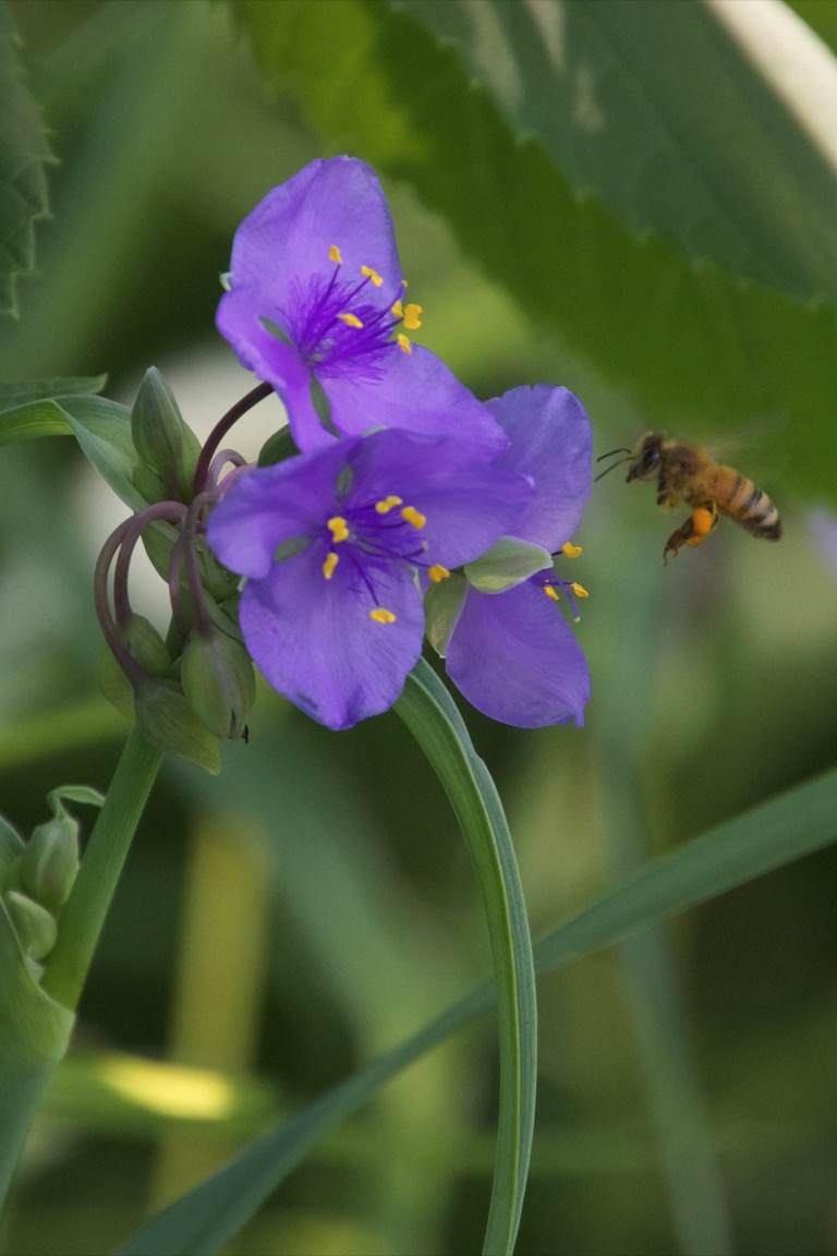 Bee checking out the Spiderwort