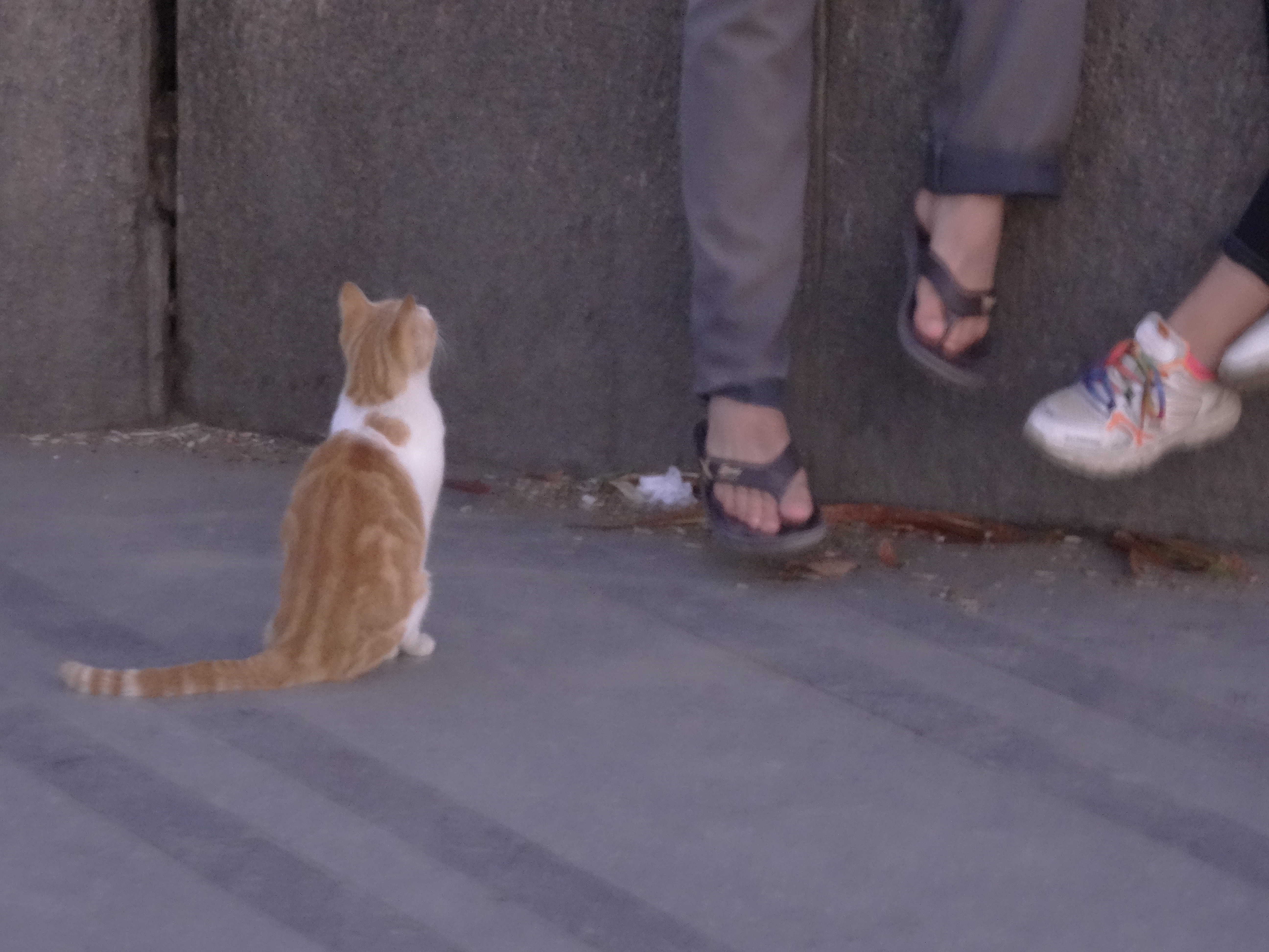 Cairo street cat