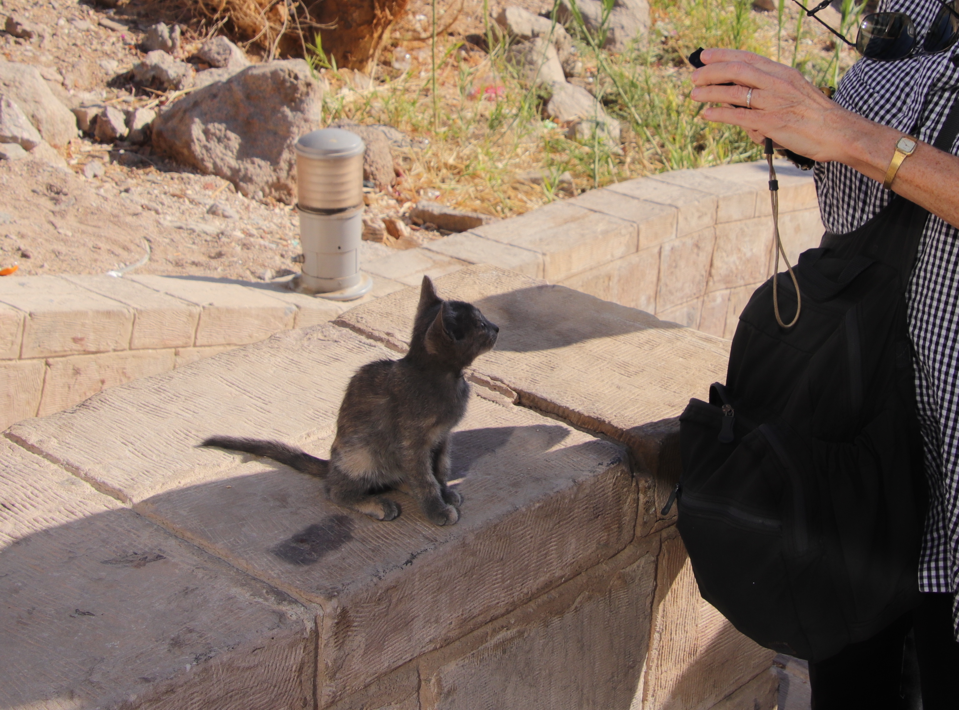 Philae kitten