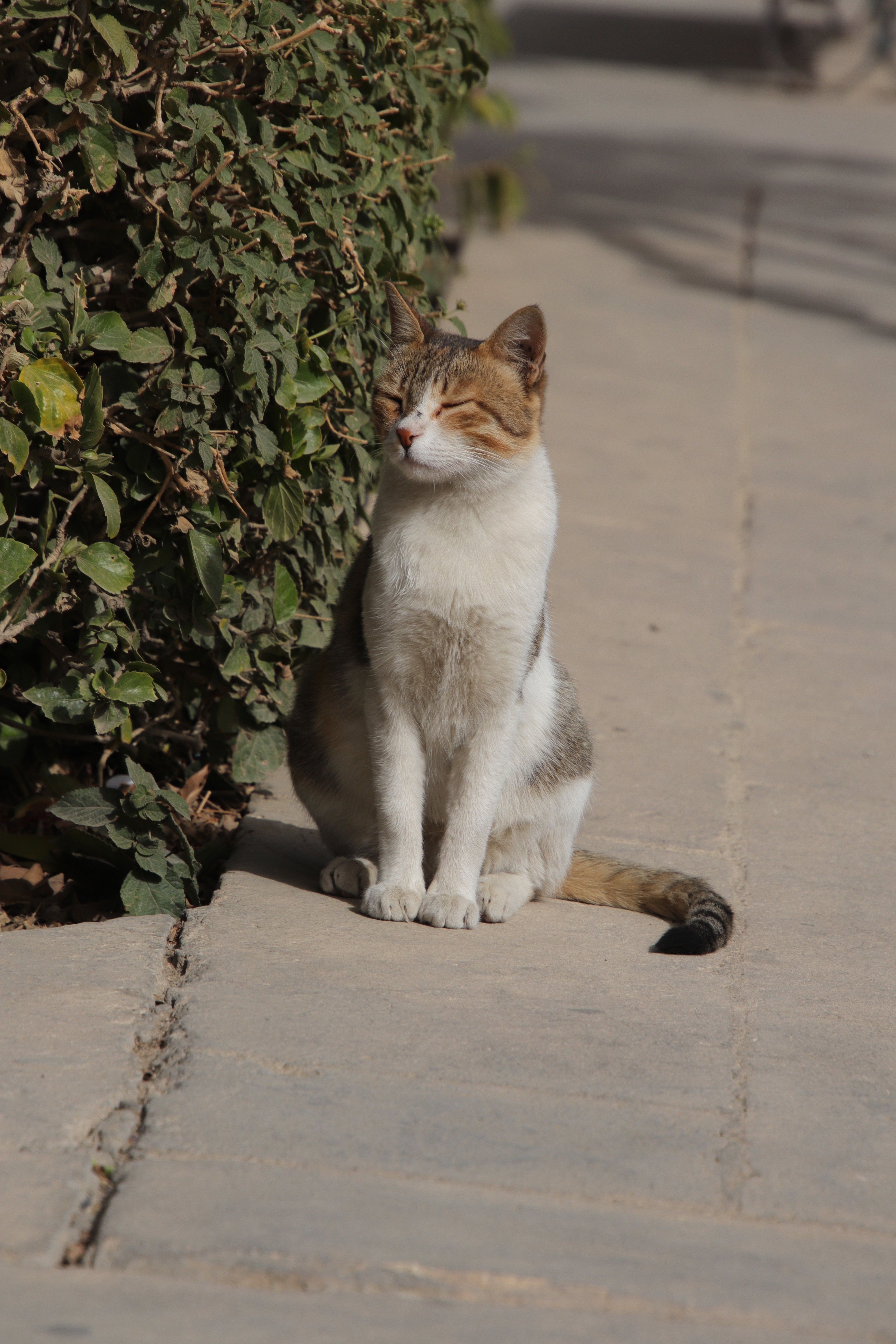 Ali Pasha mosque cat