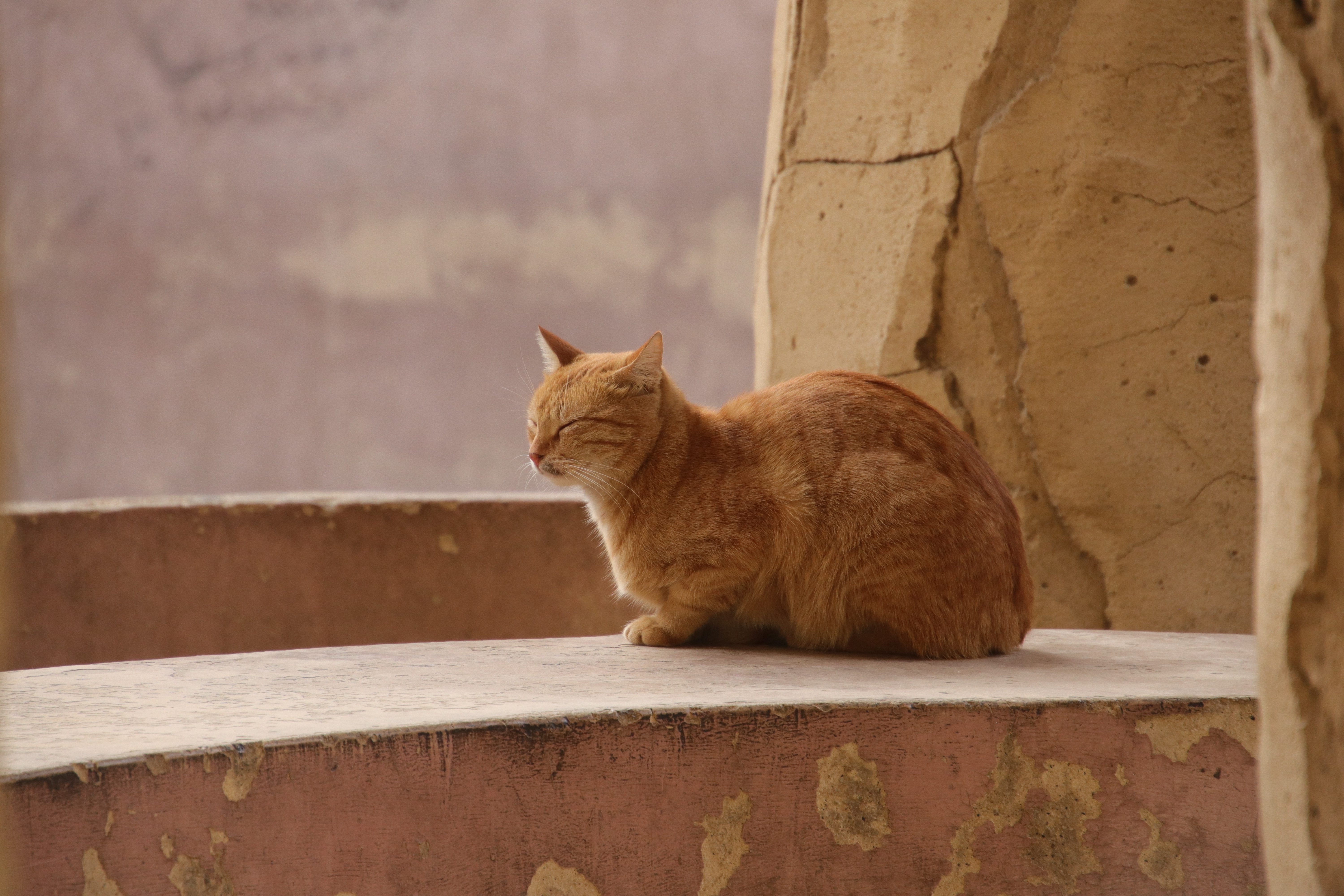 Saint Simeon Church cat