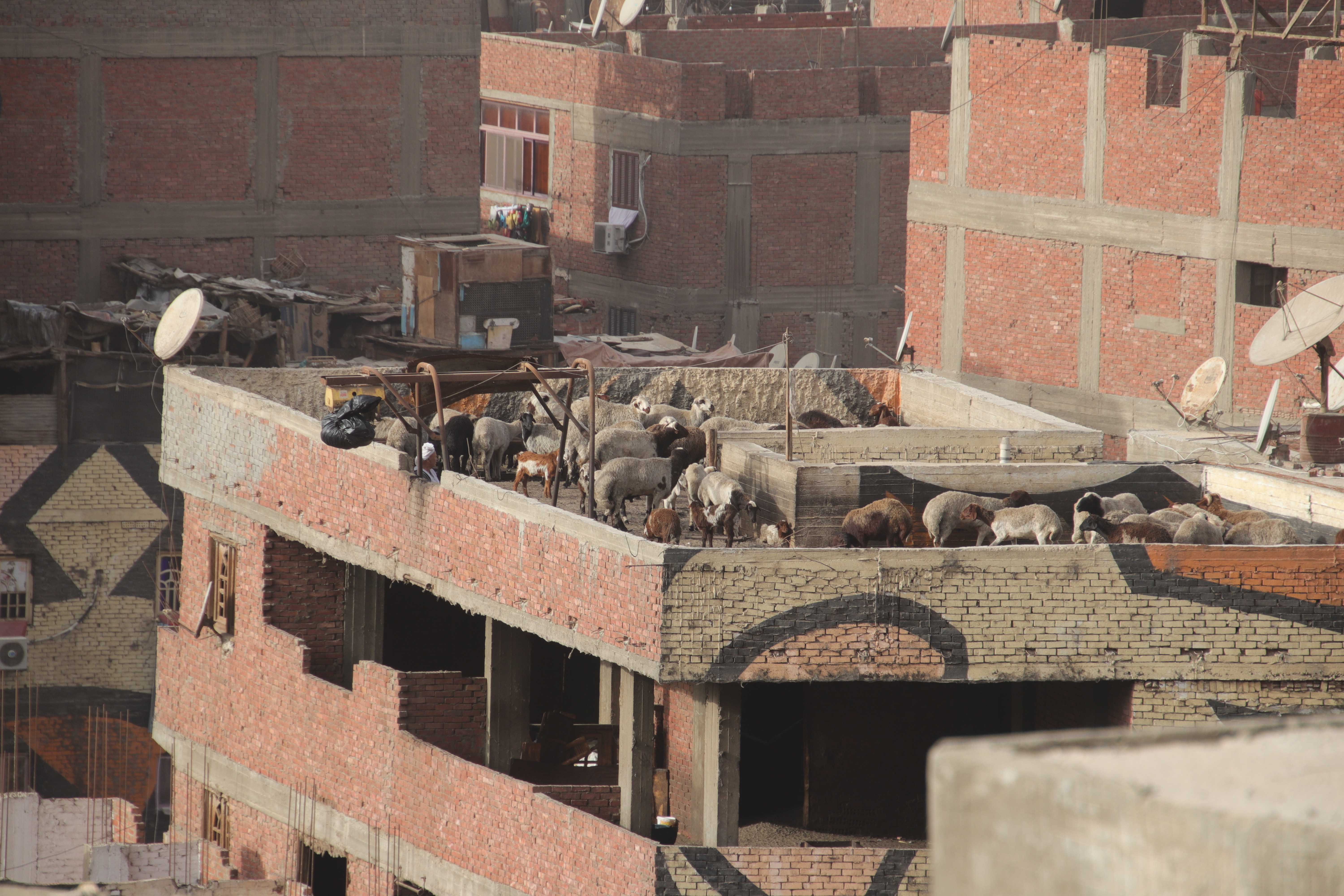 Rooftop sheep and goats