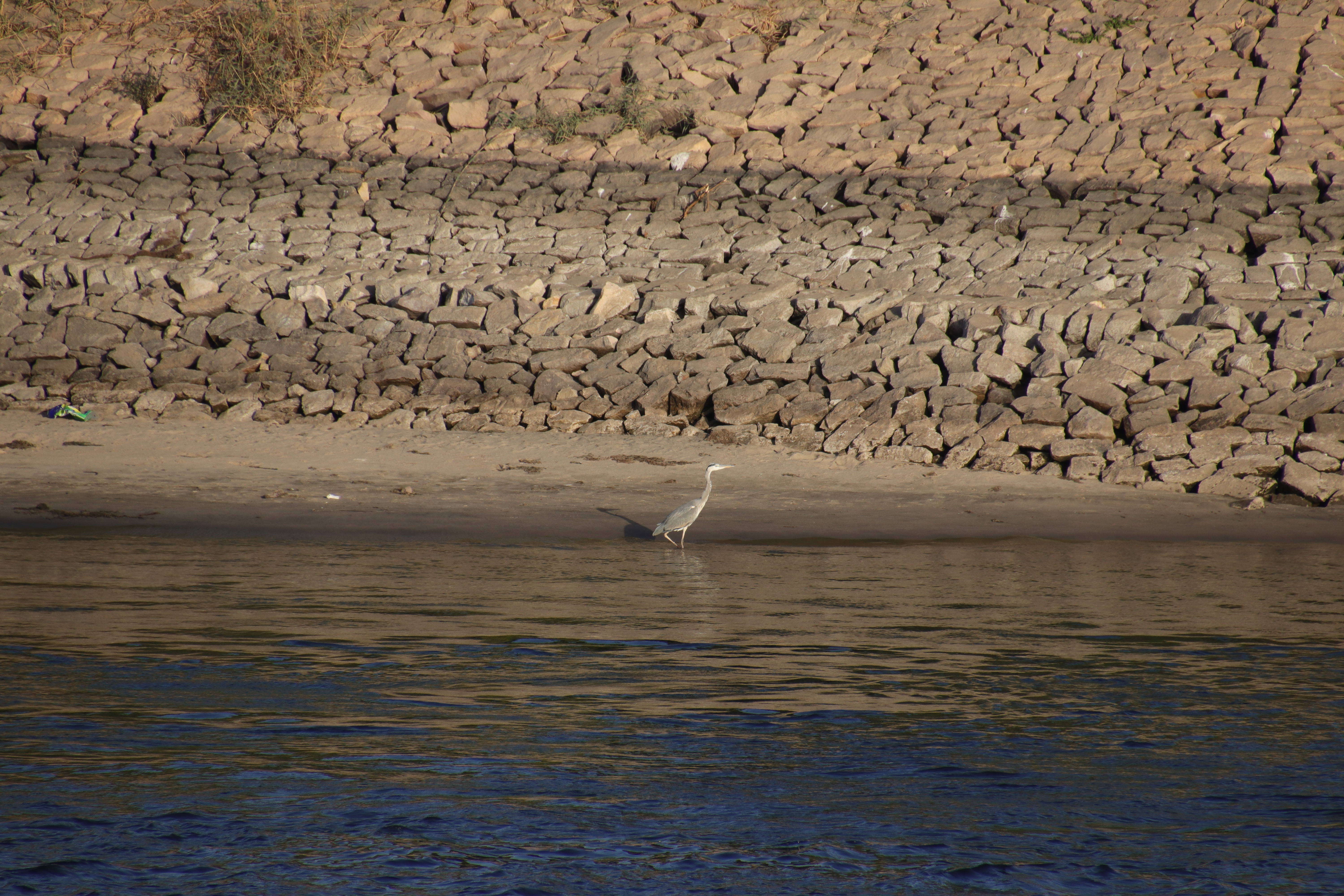 Grey Heron