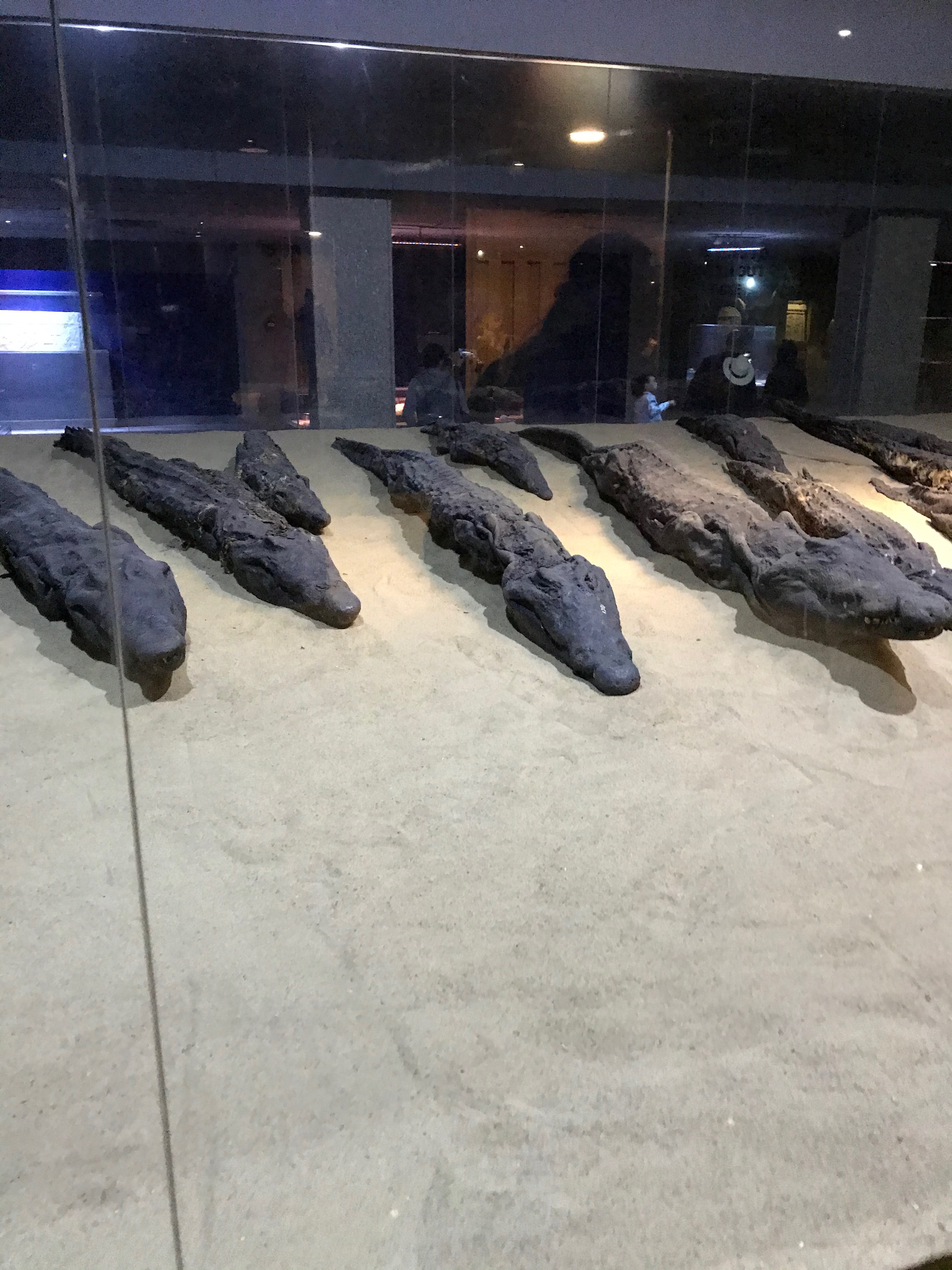 Mummified Crocodiles