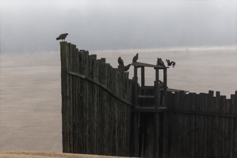 Turkey Vultures