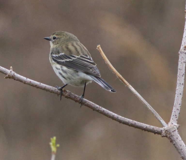 Myrtle Warbler