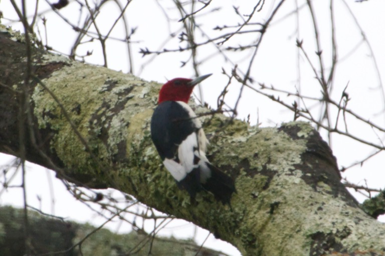 Red-headed Woodpecker