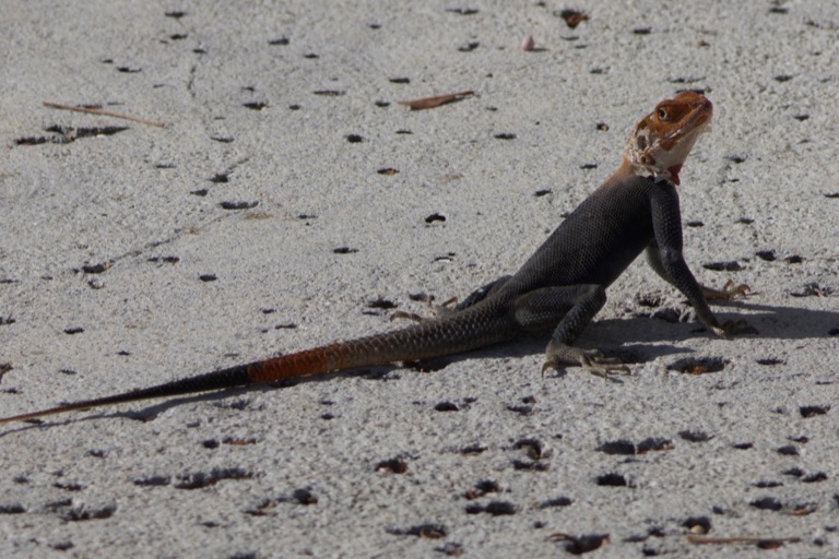 Peter&rsquo;s Rock Agama