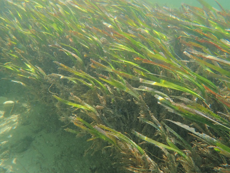 Sea Grass