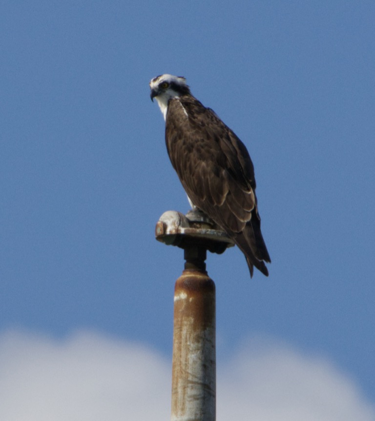 Osprey