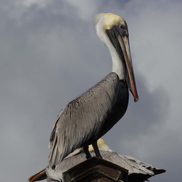 Brown Pelican