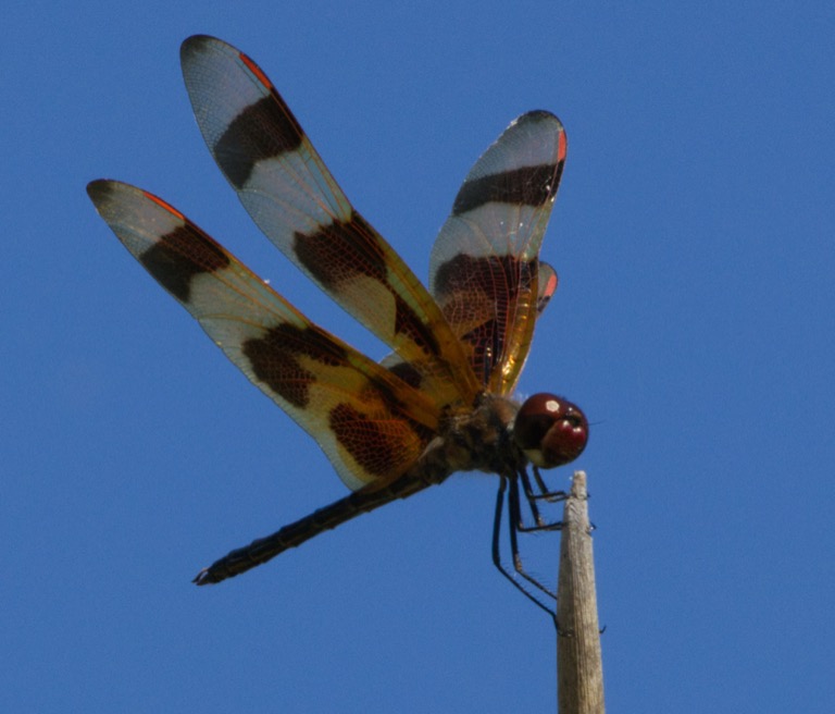 Halloween Pennant