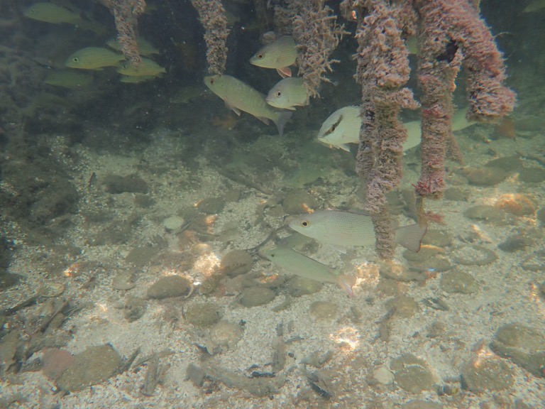 Mangrove roots with small fish