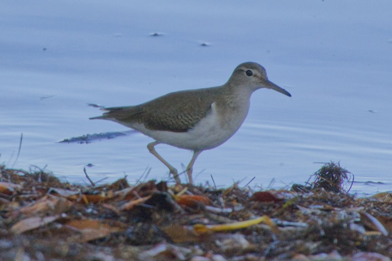 Spotted Sandpiper