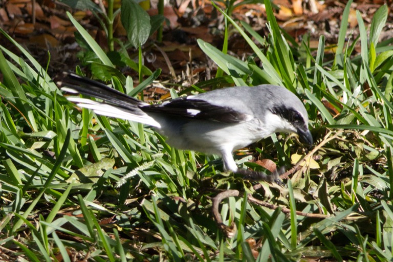 Loggerhead Shrike