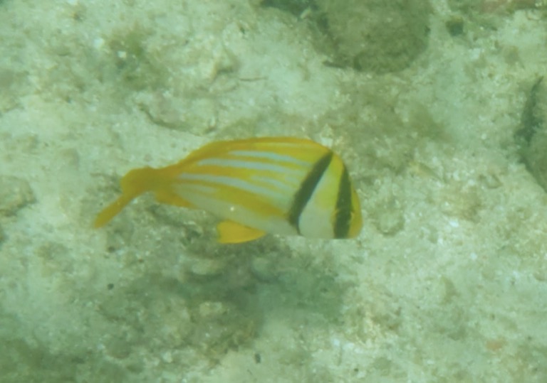 Porkfish