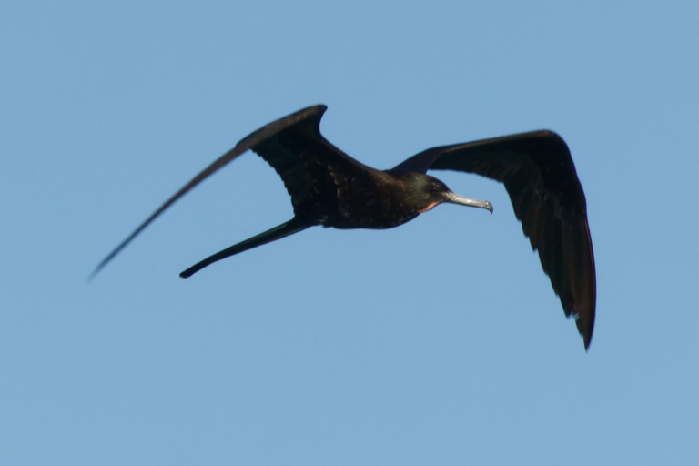 Magnificent Frigate Bird