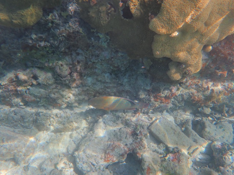 Parrotfish