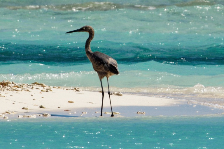 Reddish Egret