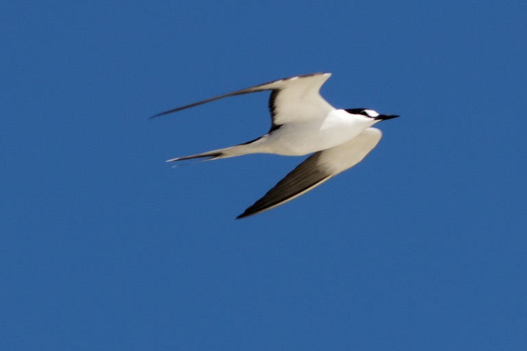 Sooty Tern