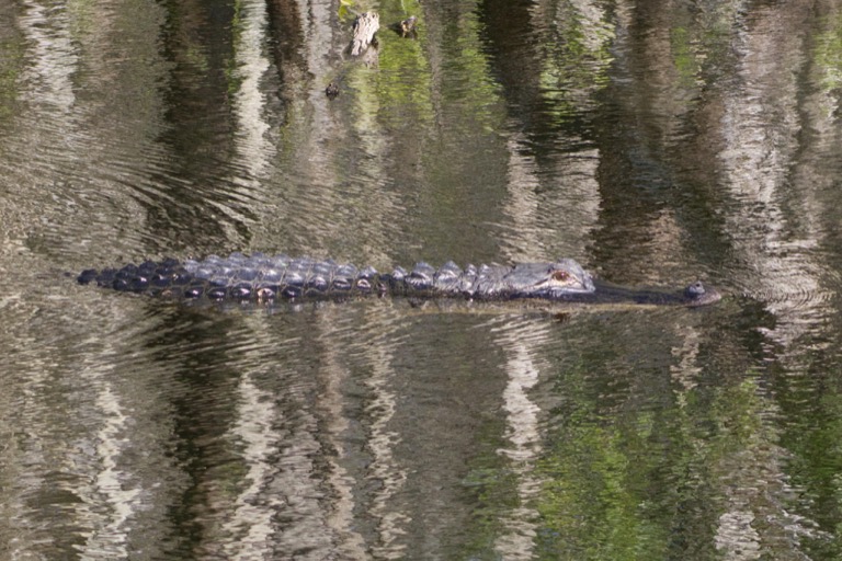 Alligator