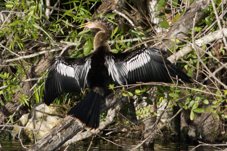 Anhinga