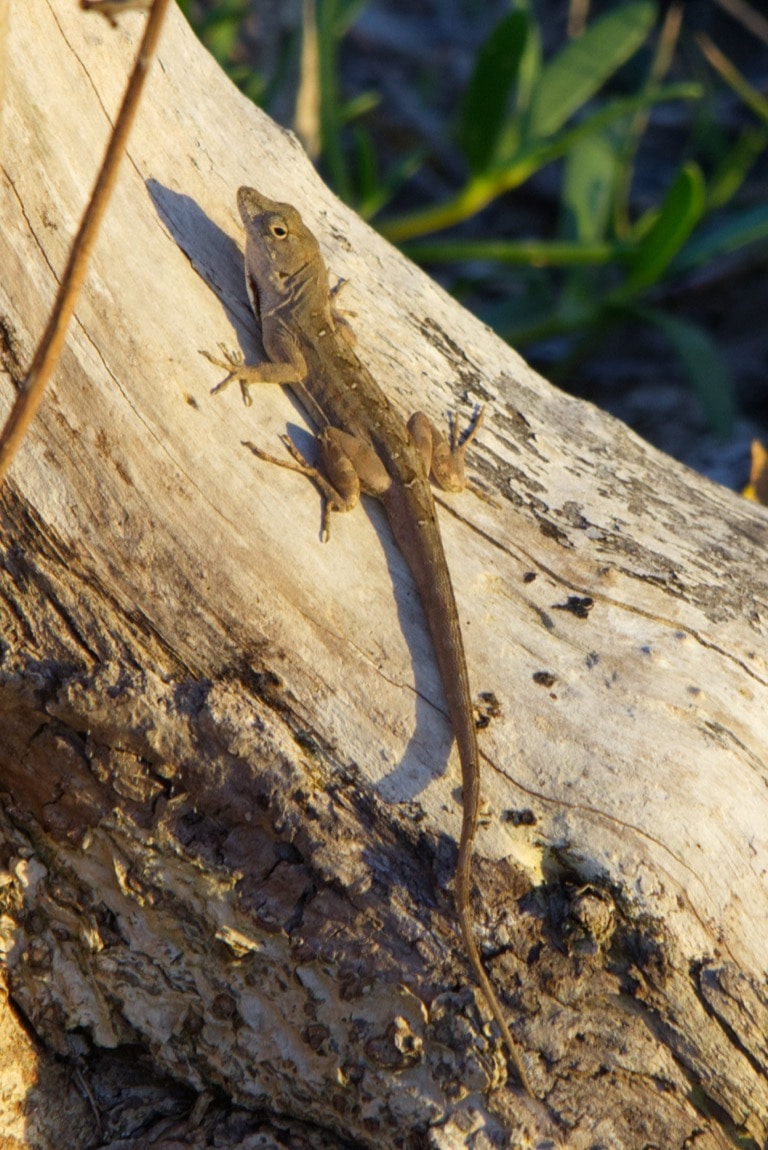 Brown Anole