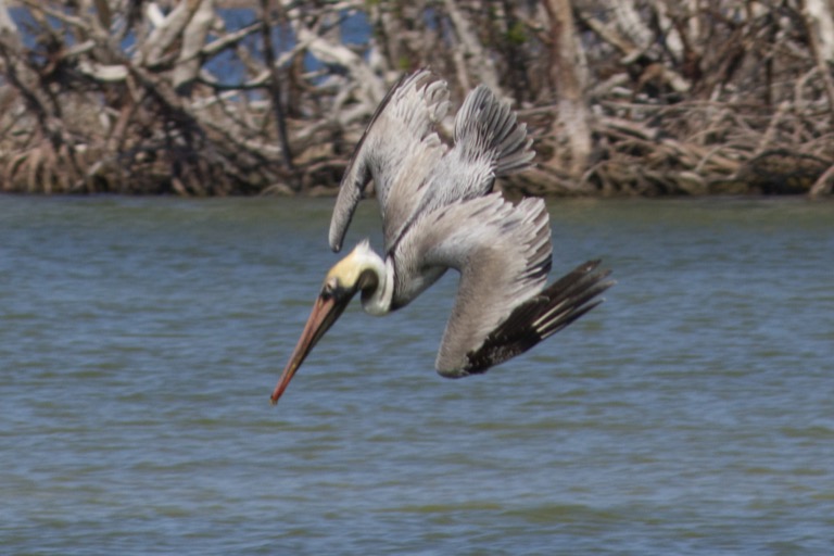 Brown Pelican diving