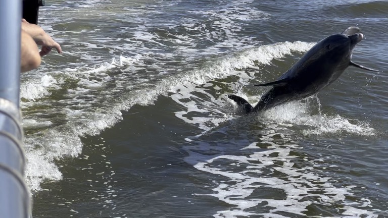 Dolphins jumping