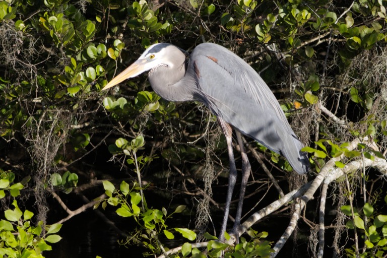 Great Blue Heron