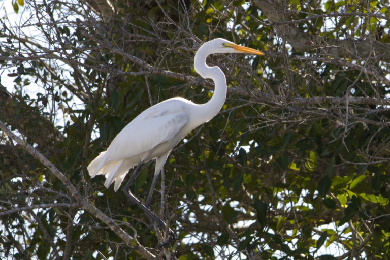 Great Egret