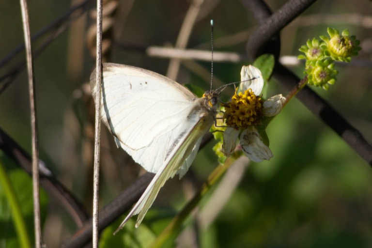 Great Southern White