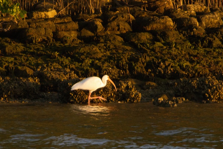 White Ibis at sunset