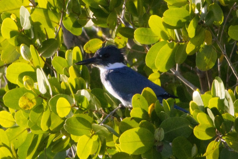 Belted Kingfisher