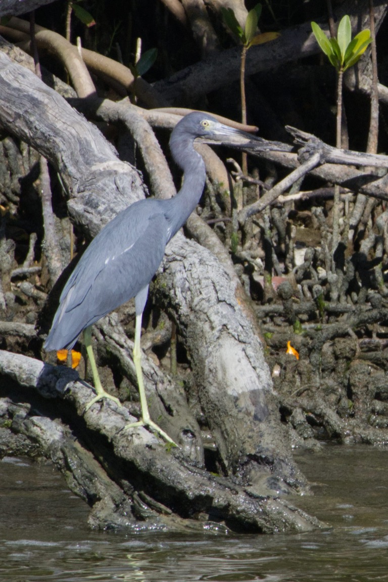 Little Blue Heron