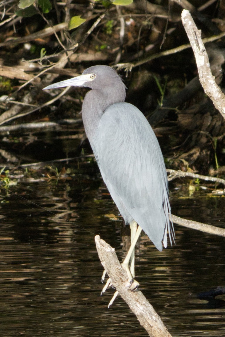 Little Blue Heron