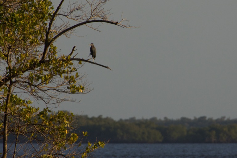 Little Blue Heron at Sunset