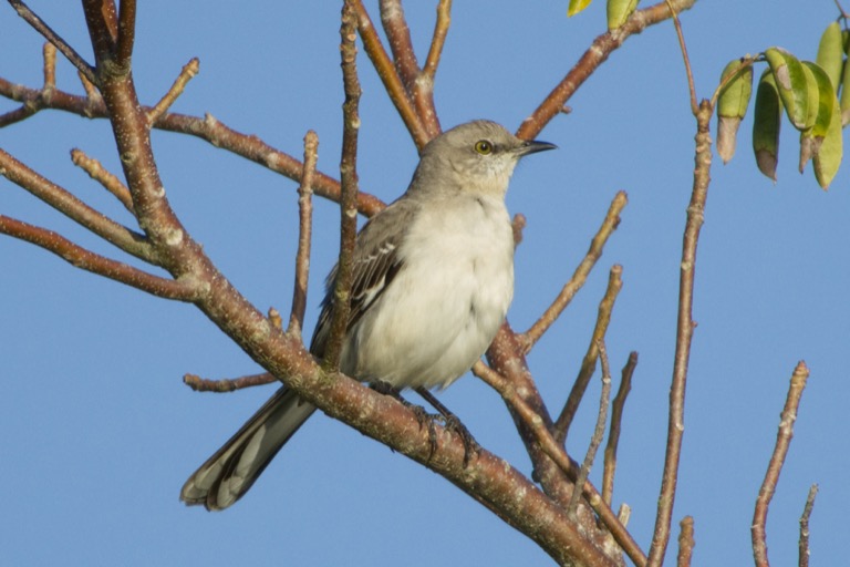 Northern Mockingbird