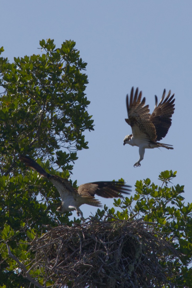 Osprey chasing another Osprey off a nest