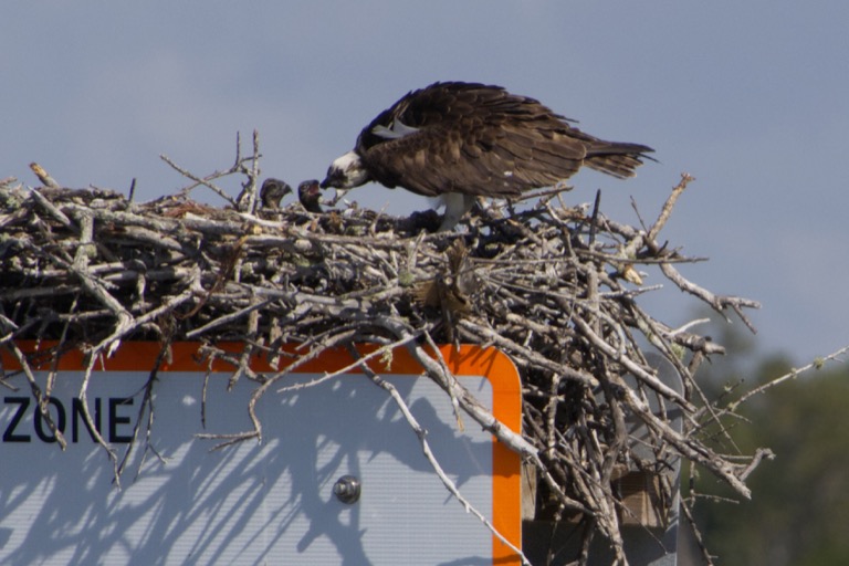 Osprey feeding chicks