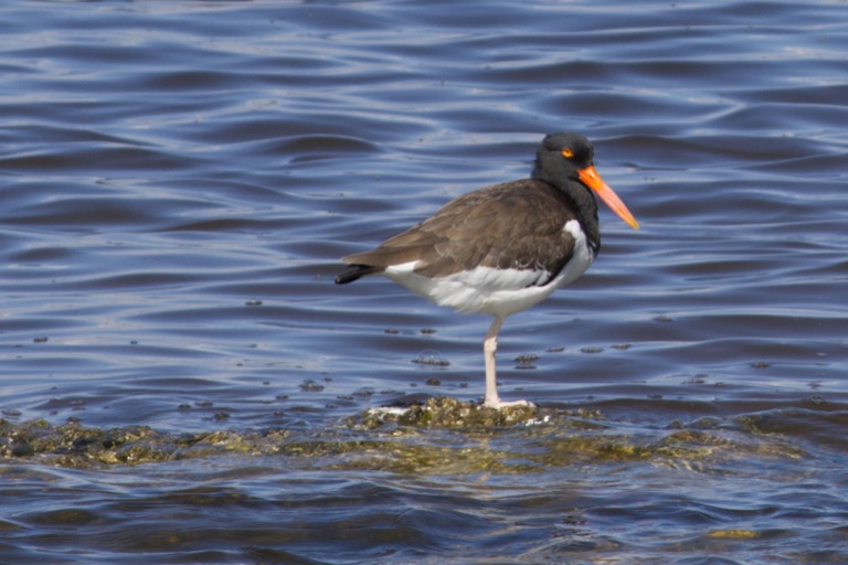 American Oystercatcher