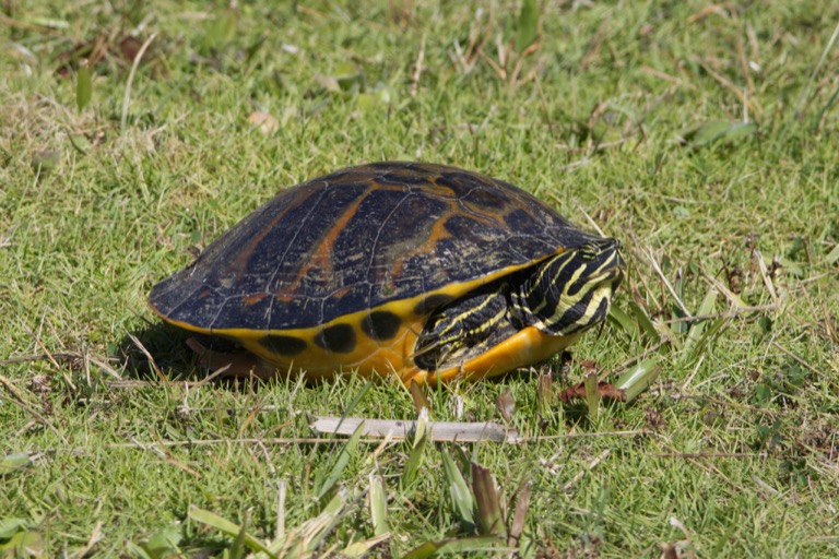 Florida Redbelly Turtle