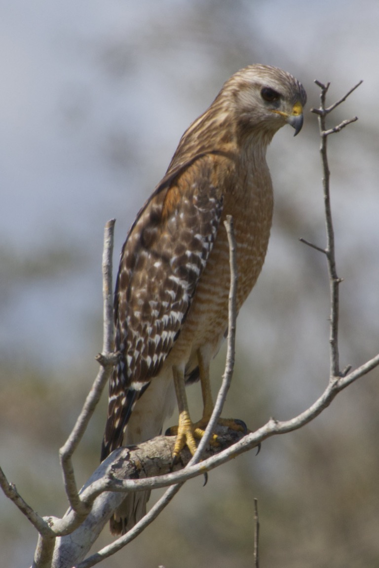 Red-shouldered Hawk